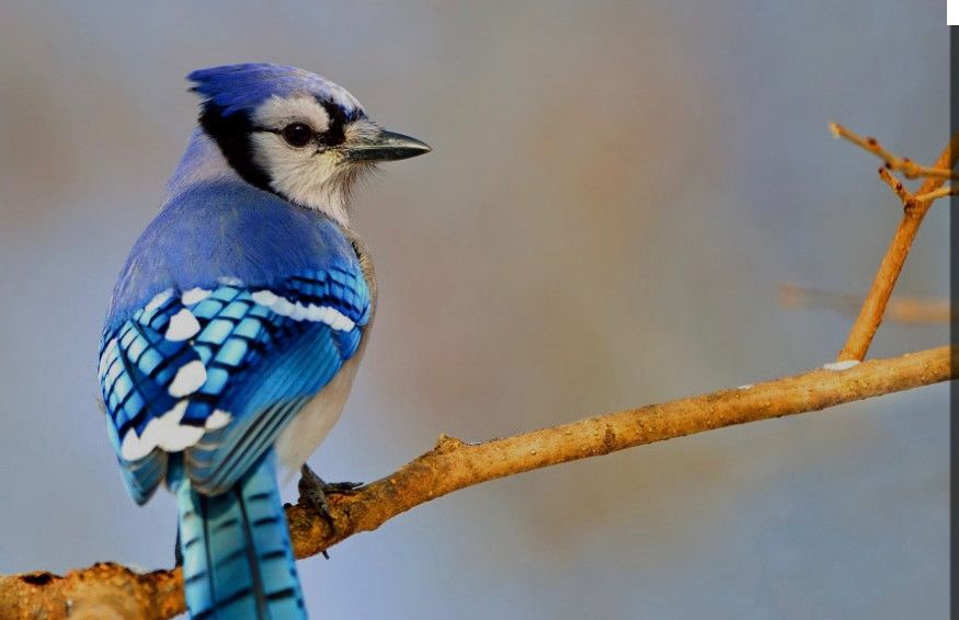 Bluejay on a branch.