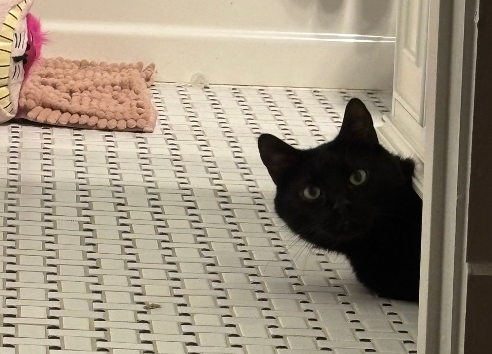 Marty (a small black cat) sticking his head out from under a bathroom cabinet to catch me saying too much