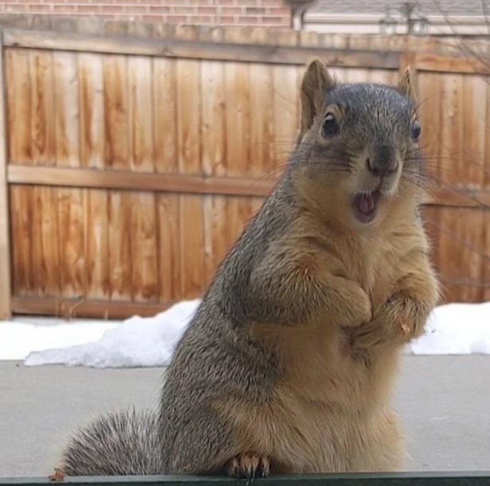 A very upset little squirrel yelling at you