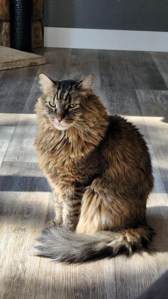 Rajah, a 7-year-old Maine Coon mix, banks in the early morning sun.