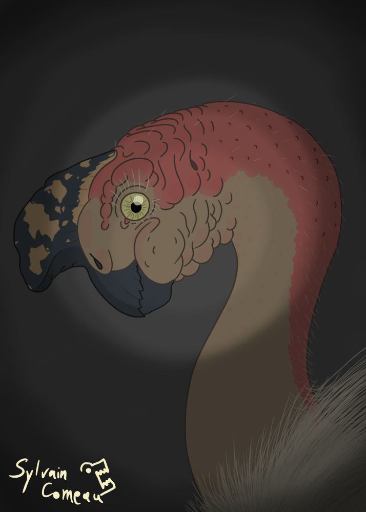 Digital illustration got me where I am today on the other site, though it kind of got put on the back burner, paleoart and art in general i'll always be grateful for. This was a study of the skeleton and muscles of the dinosaur Citipati, one of the first big art projects I did for social media!