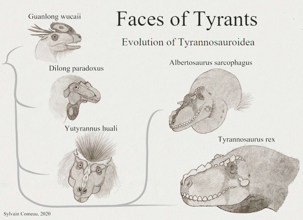 "Faces of Tyrants" A graph showing a simplified family tree of tyrannosauroidea, including busts of Guanlong wucaii, Dilong paradoxus, Albertosaurus sarcophagus and Tyrannosaurus rex