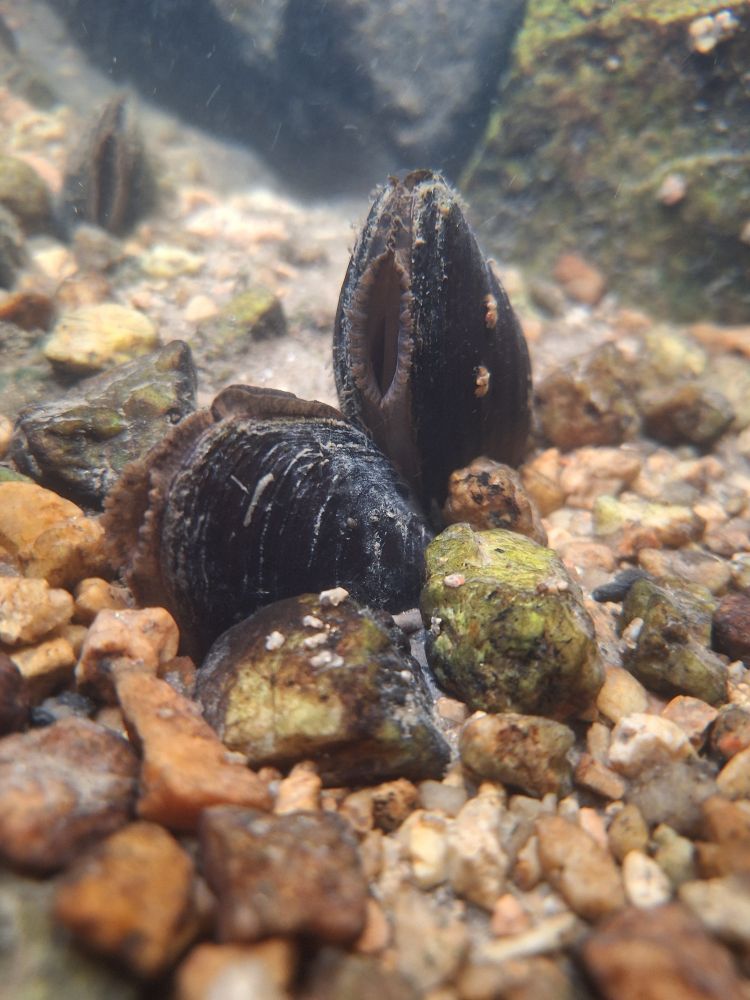 Two black mussels between little gravel, slightly open so that water can be filtered