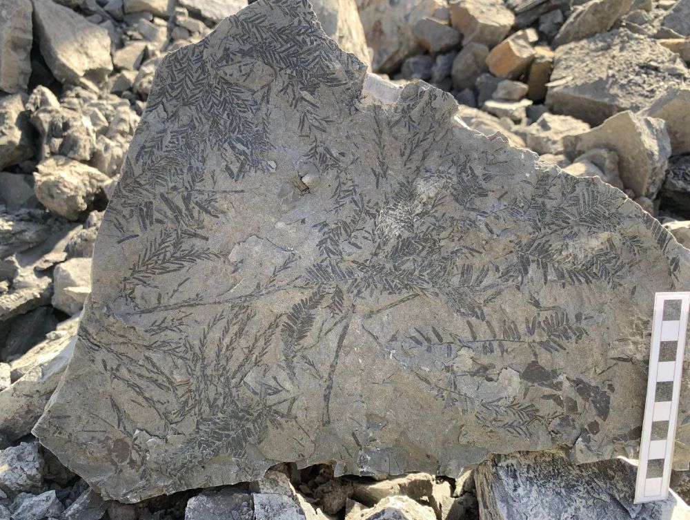 Fossil Metasequoia frondlets from the uppermost Cretaceous, a relative of the monkey tree.