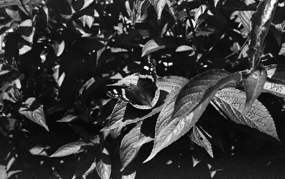 A black and white photo of a Red Admiral butterfly with wings open, settled on a leaf.