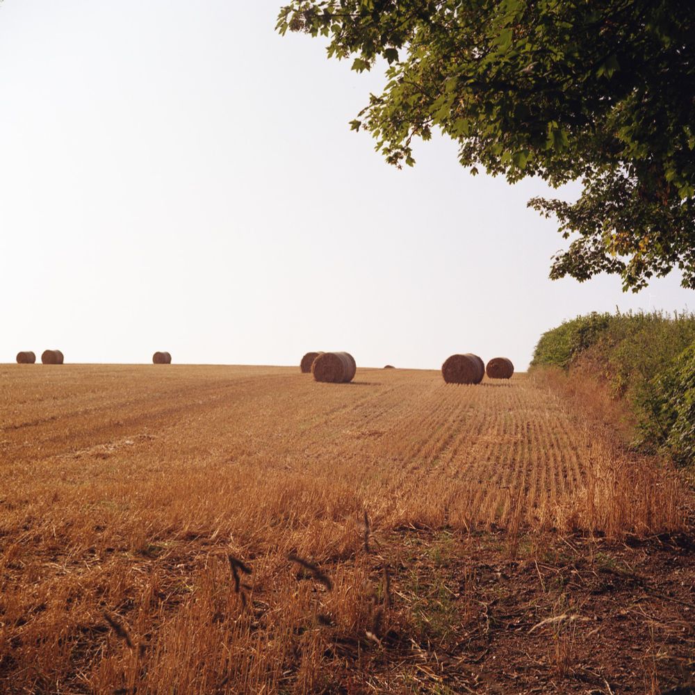 A colour photo of a freshly harvested field with round straw bales. There is a green hedge leading up the right side of the image and a tree partially captured in the top right hand corner.