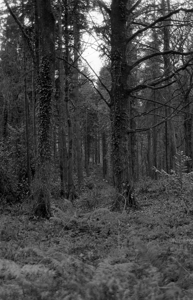 A black and white photo looking through the trees in a forest.