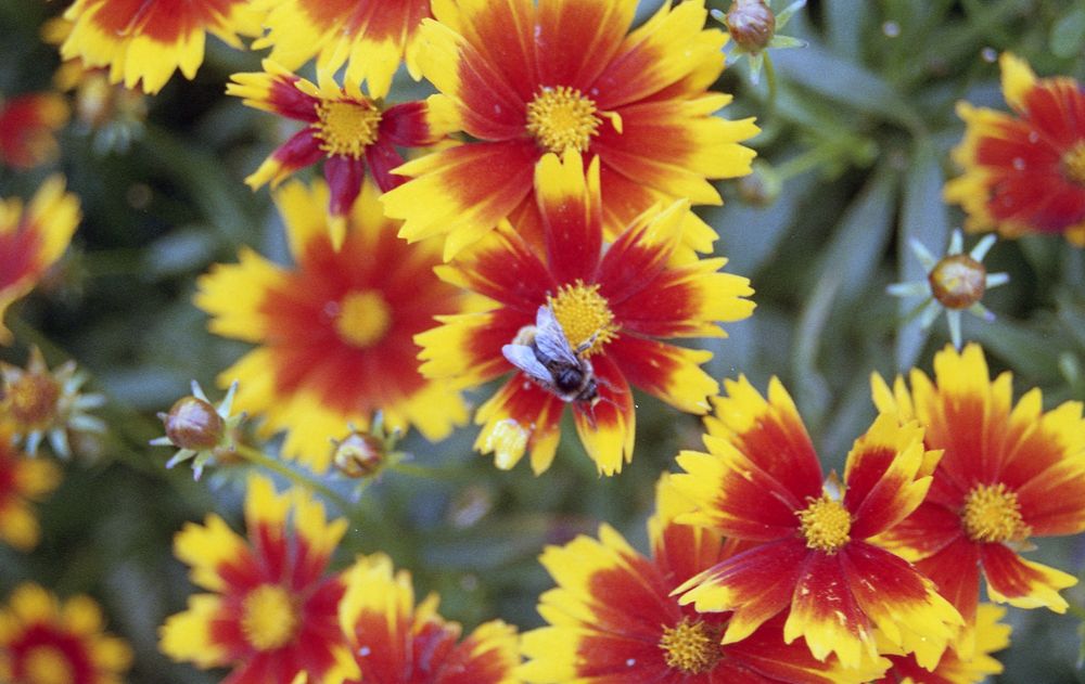 A colour photo of a bee at work on an Osteospermum. The flower has a yellow centre with orange petals and yellow tips.