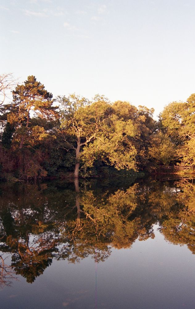 A colour photo of some trees and their reflections in a still lake.