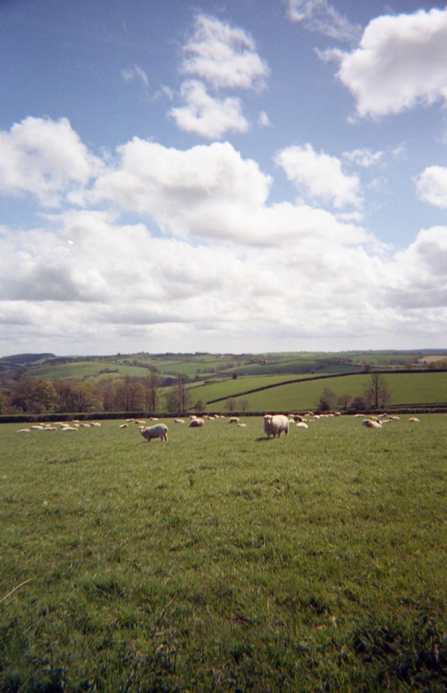 A colour photo of Devon's green fields under a blue sky with fluffy white clouds. Sheep are in the field nearest the camera with one looking directly at the camera.