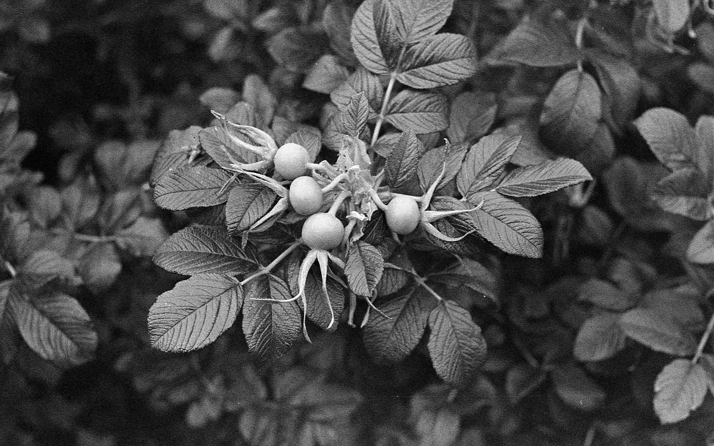 A black and white photo of four rose hips on a rose bush.
