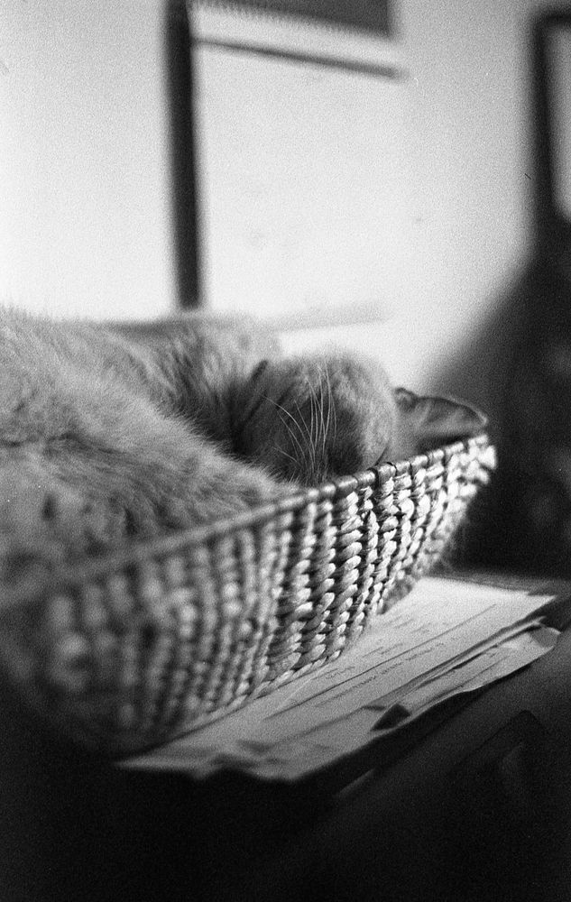 A black and white photo of out cat Bailey sleeping in his basket.