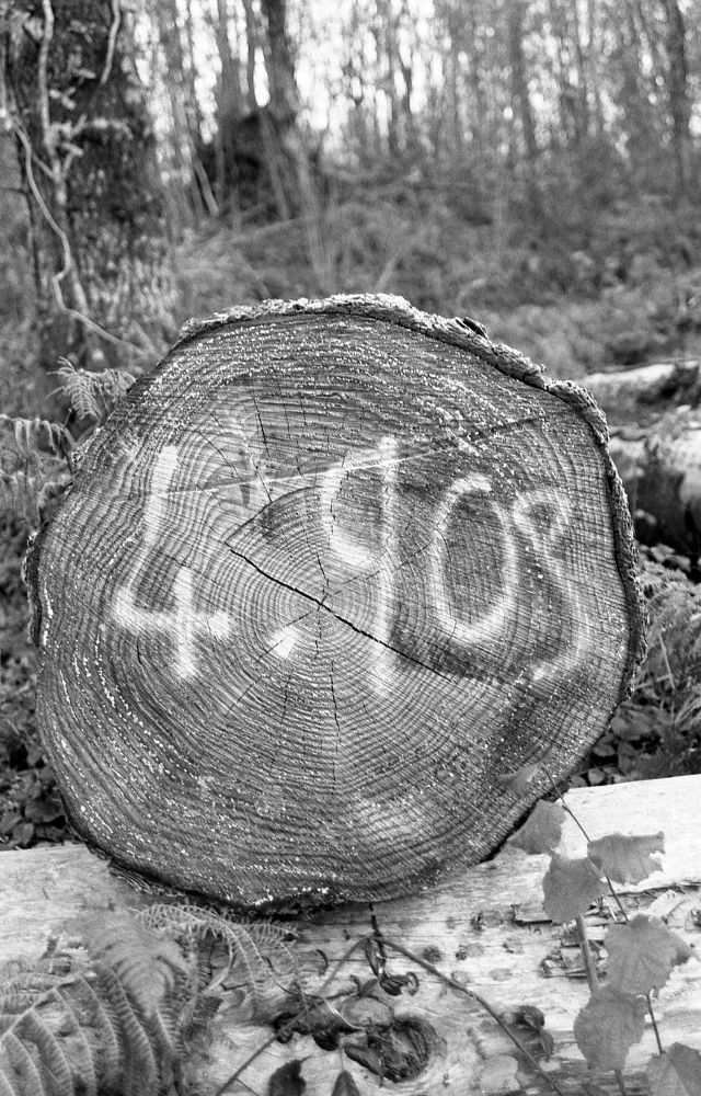 A black and white photo of a felled tree with 4.90s sprayed on the cut end.