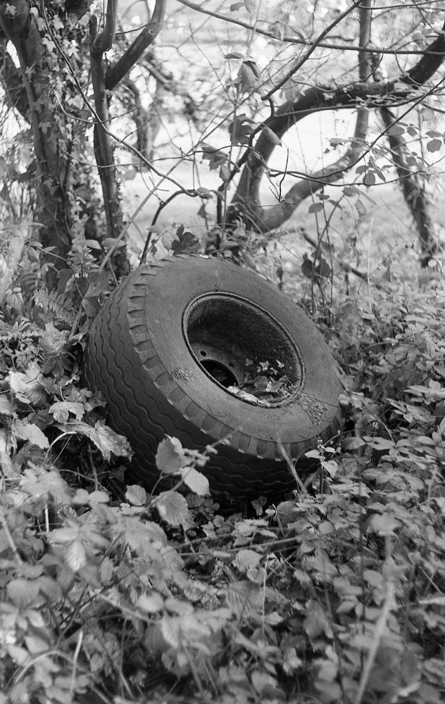 A black and white photo of an old rusty wheel from a piece of farm equipment abandoned in a hedge. 