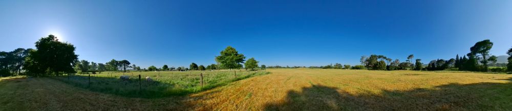 Clear blue sky, a panorama view of 10acres with harvested hay, and green pasture with goats and sheep having their early morning munch. Sun just peeping over the hill/tree