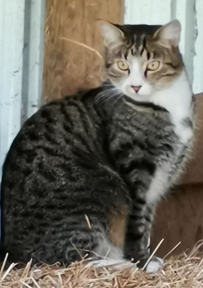 Mittz the tabby cat with white markings, weighs about 7kg, most loving but likes to live in the haybarn, comes on evening walks around the farmlet