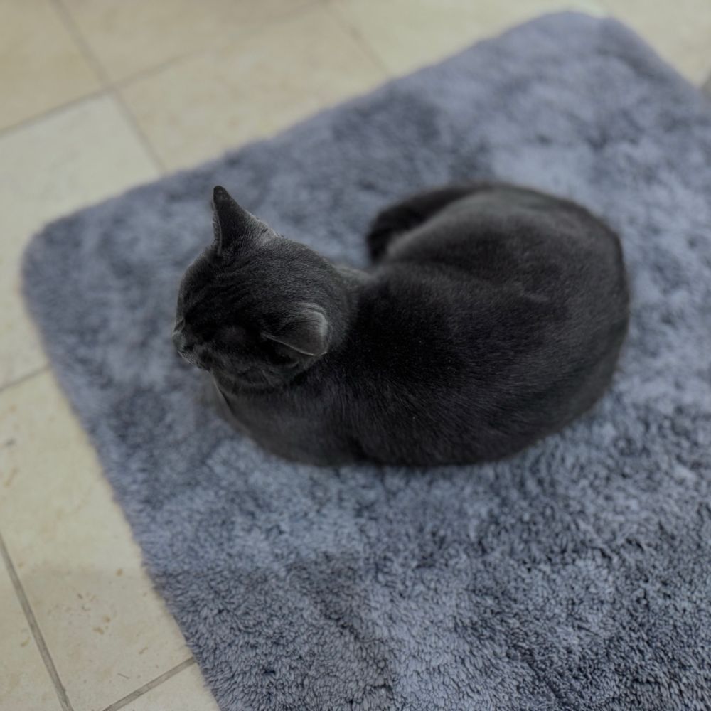 A black cat sitting on a bathroom mat. Tiles are in the background.