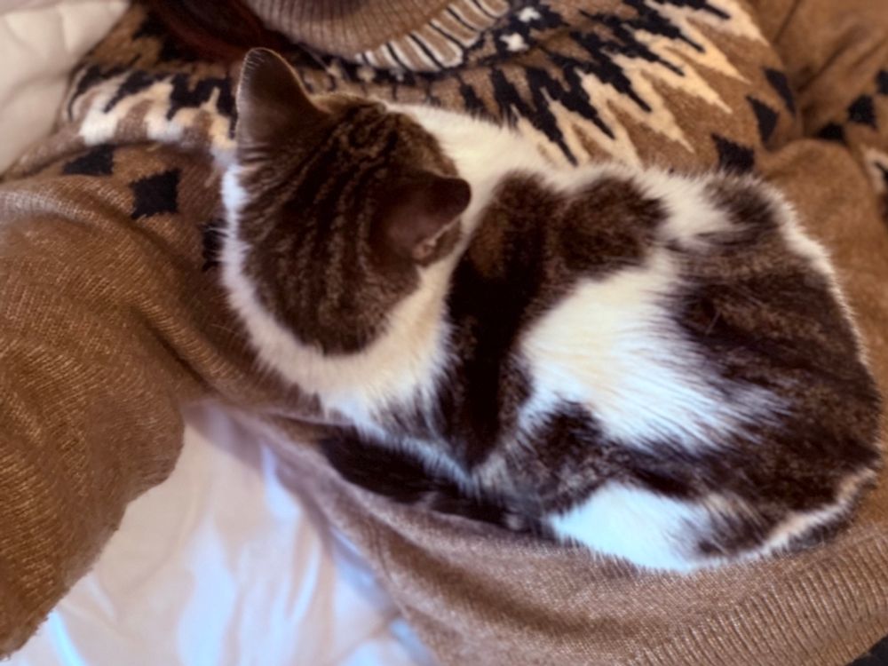 A tabby and white cat is curled up asleep on a person's chest, who is wearing a brown, cream, and black patterned turtleneck sweater. The cat's fur is primarily dark brown and white, and it is positioned with its back to the camera, nestled against the sweater.