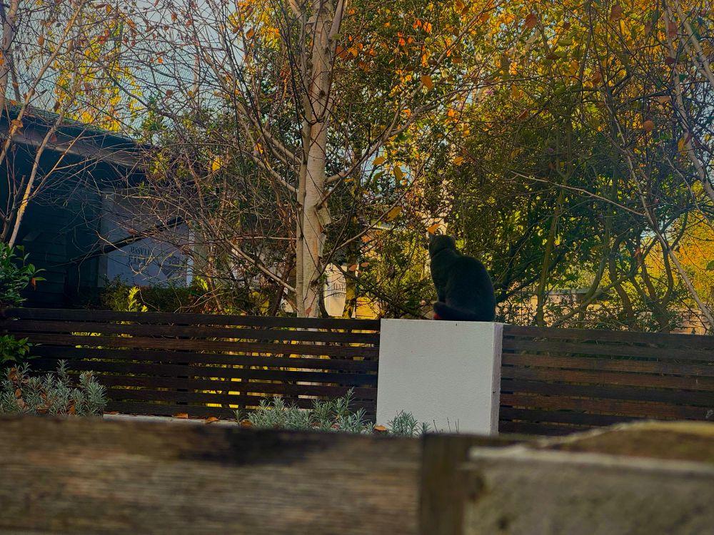 A black cat sits on a white pillar in a backyard, facing. Behind it is a dark wooden fence and trees with yellow and green autumn leaves.