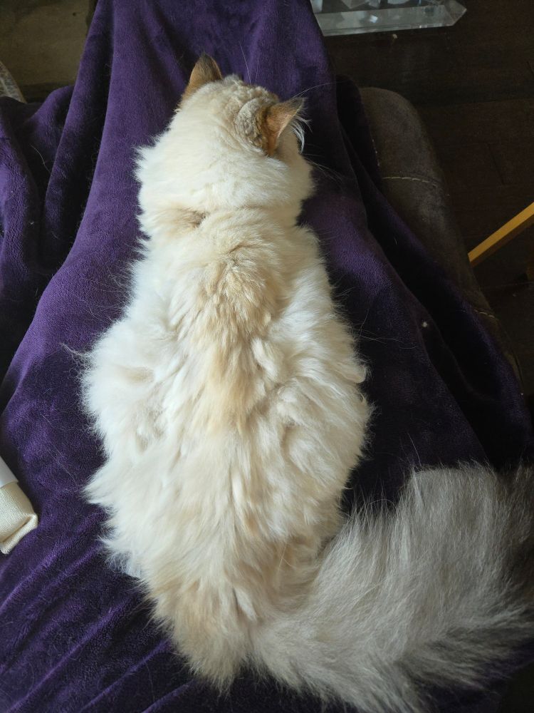 a lynx point siberian cat, Mochi, lying across my legs on a purple velour blanket.