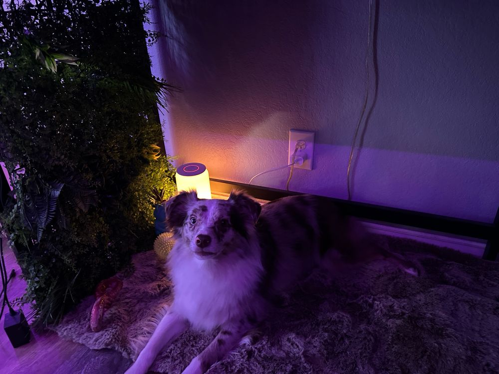 Maeve, my Australian Shepherd laying on a faux fur rug with a grass wall partition covering the edge of the desk, and a small lamp with a warm yellow light. 