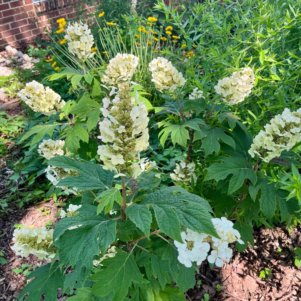 White oakleaf hydrangea blooms