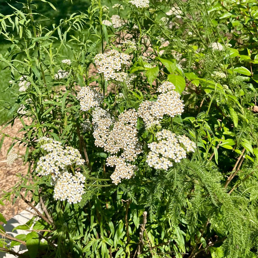 White yarrow blooms
