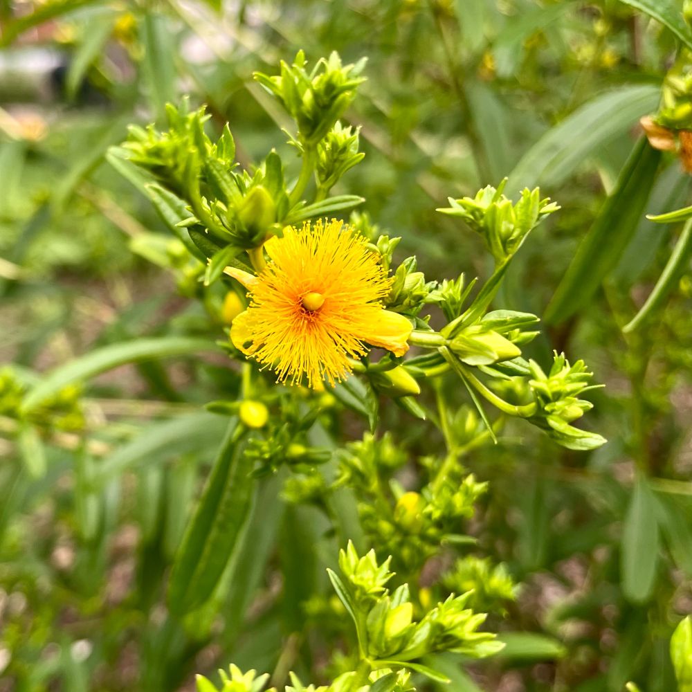 Yellow shrubby St. John’s wort bloom