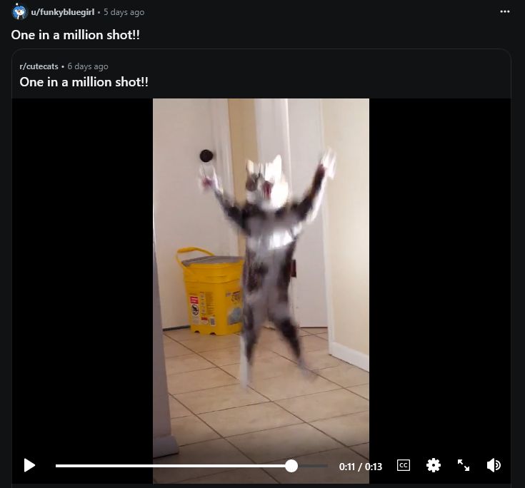 still frame of video of cat jumping on greebles subreddit, a forum dedicated to cats chasing greebles