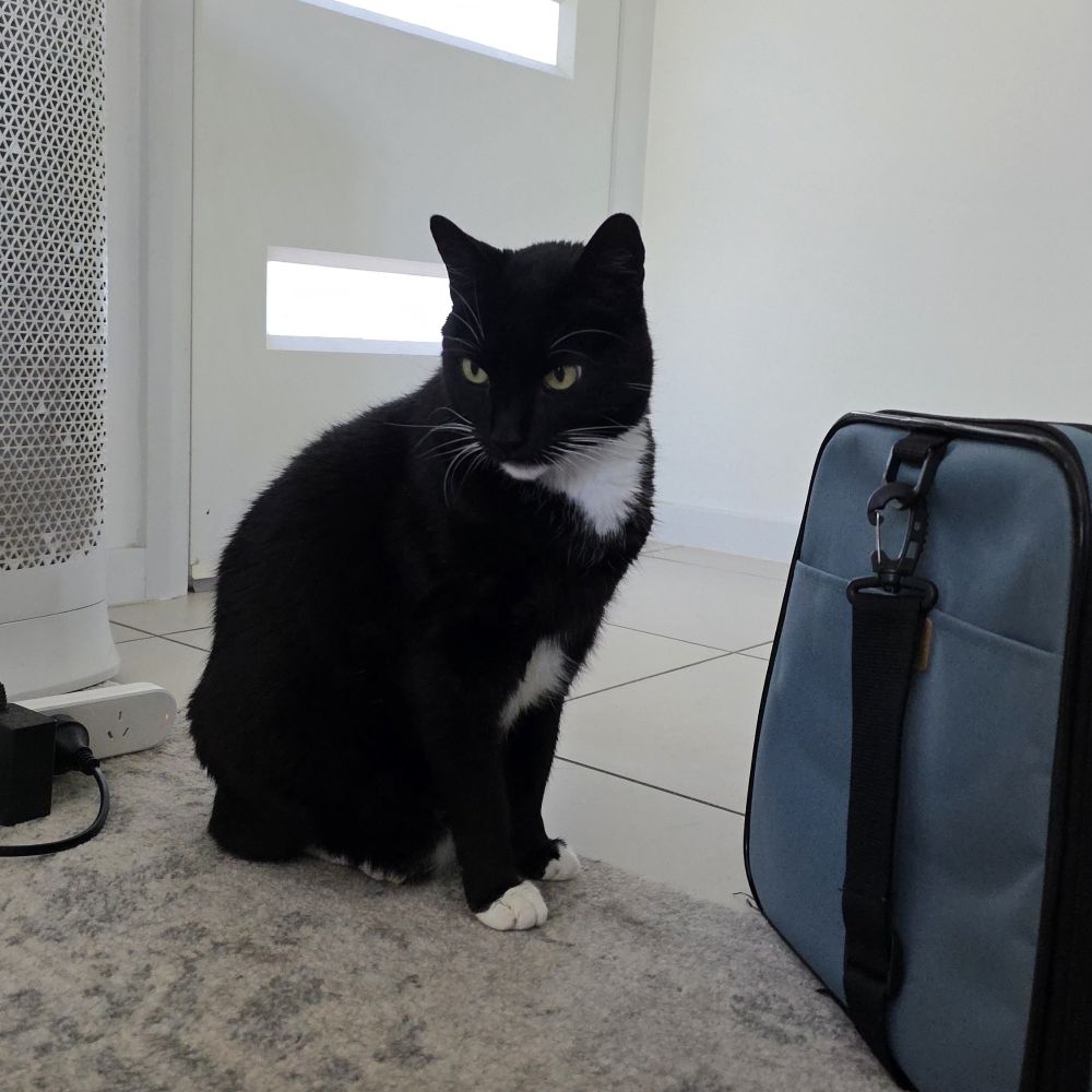 A black and white tuxedo cat is sitting nicely next to a blue cat carrier. He's very handsome.