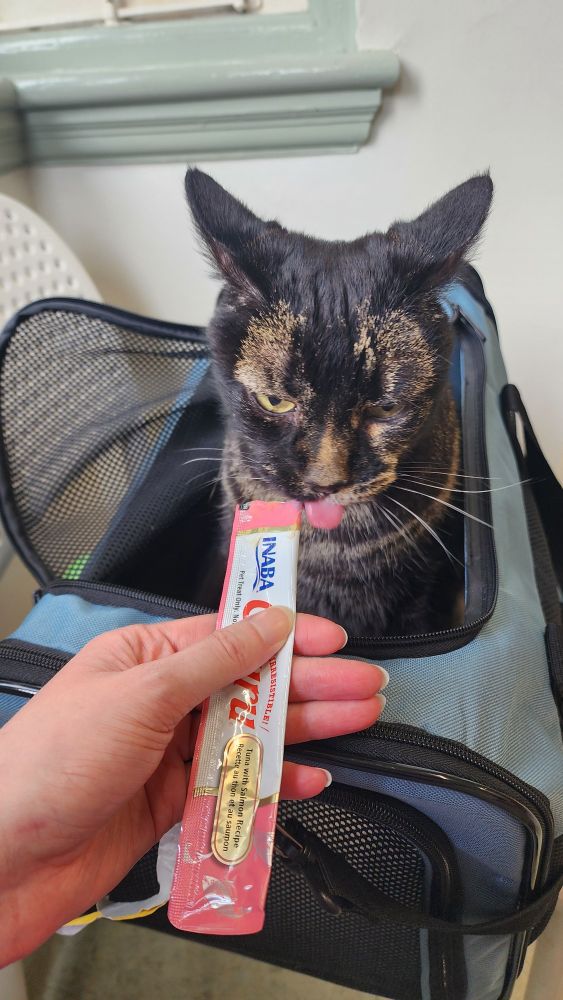 Salem, a large black tabby/tortie cat is enjoying a churu while sitting in a cat carrier at the vet. His ears are all the way back in an angry way, and his tongue is hanging out. He looks very silly.