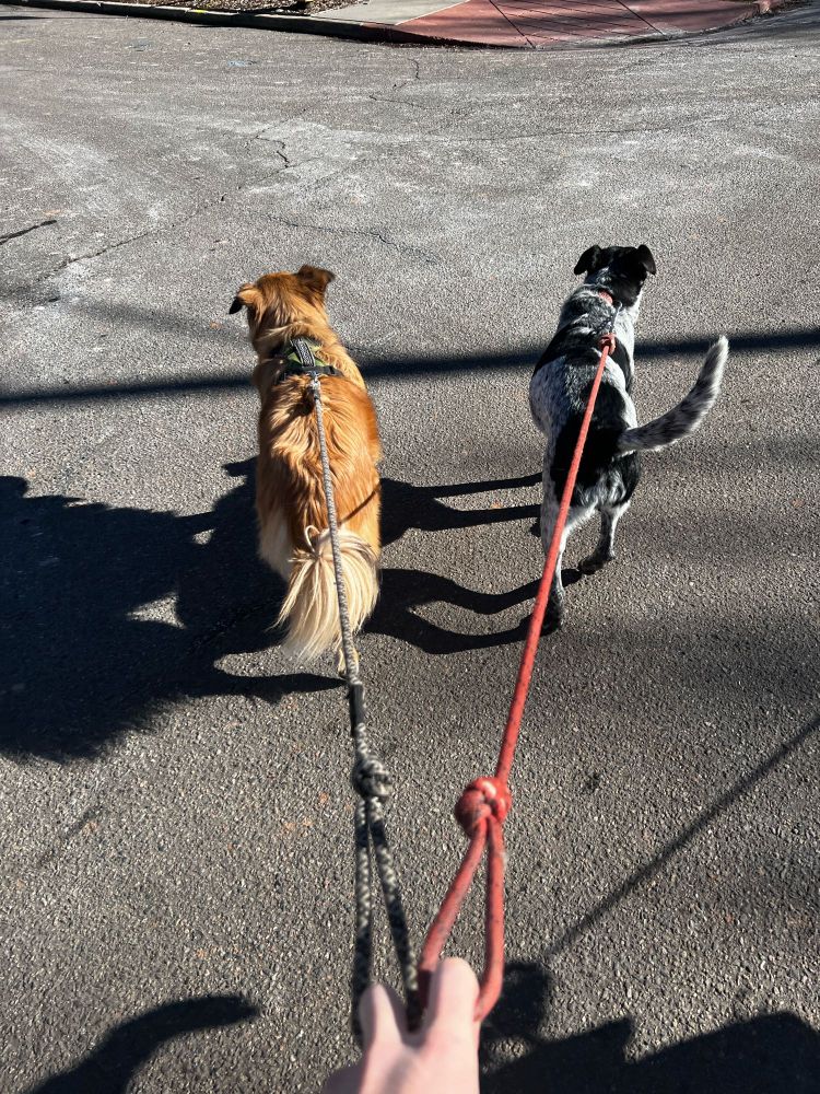 Two dogs walking side by side on leashes, reminiscent of the two engines on a podracer