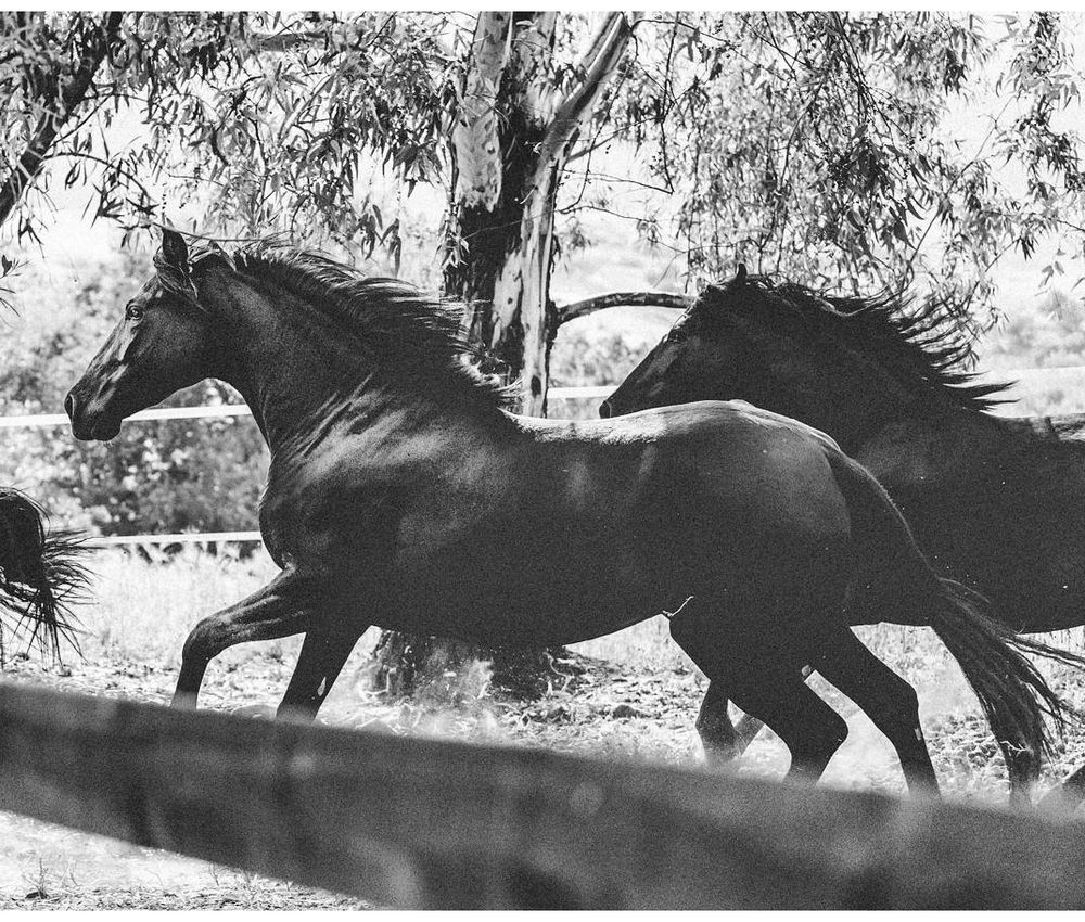 laufende, andalusischen Pferde in der Sonne
