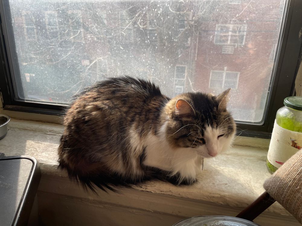 Bradley, a brown tabby cat with a white lower face and belly, is a loaf on the windowsill. He has squinted eyes, which show he is relaxed.