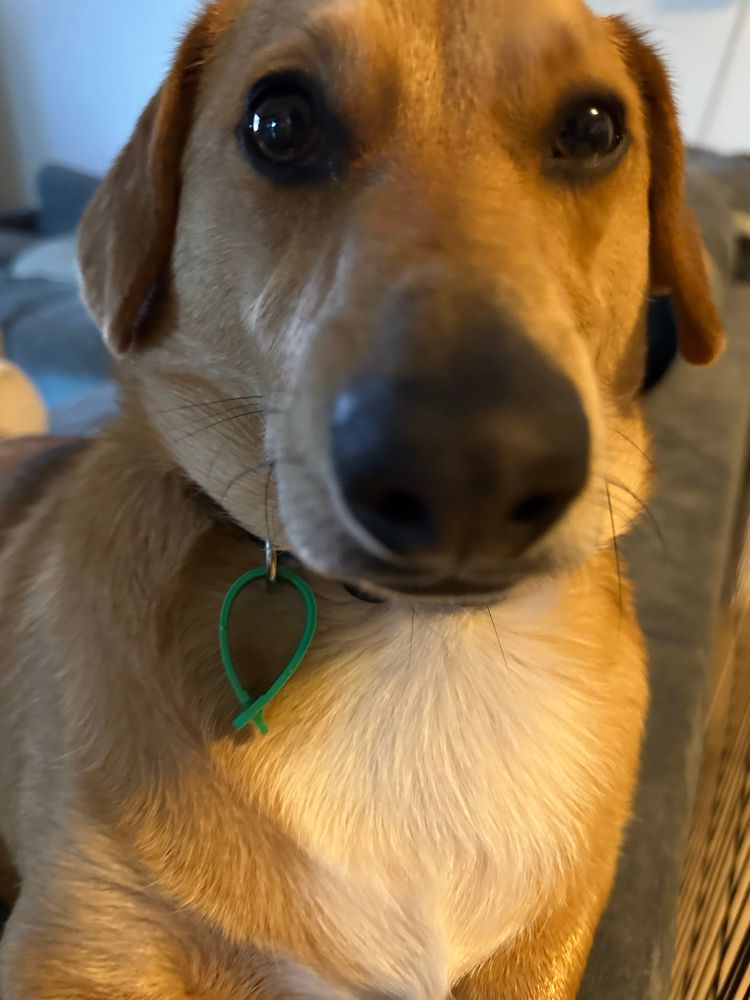 Wellimgton :3 (my beautiful baby boy)