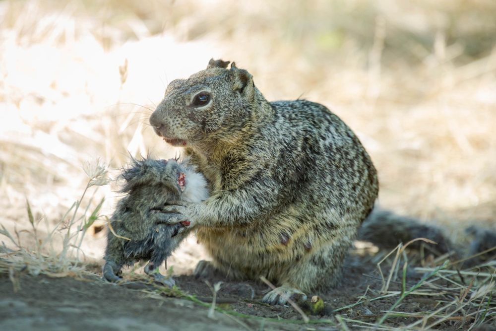 An adult California ground squirrel holding a California vole between its paws and consuming its head