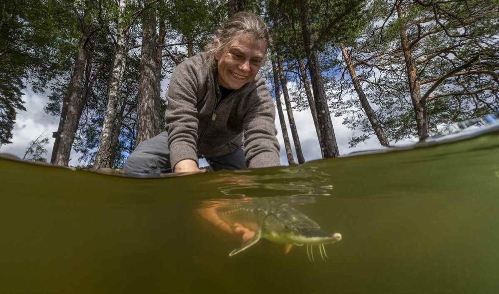 Primeval Sturgeon Swim Again in Sweden After Scientists and Anglers Unite to Bring Them Back