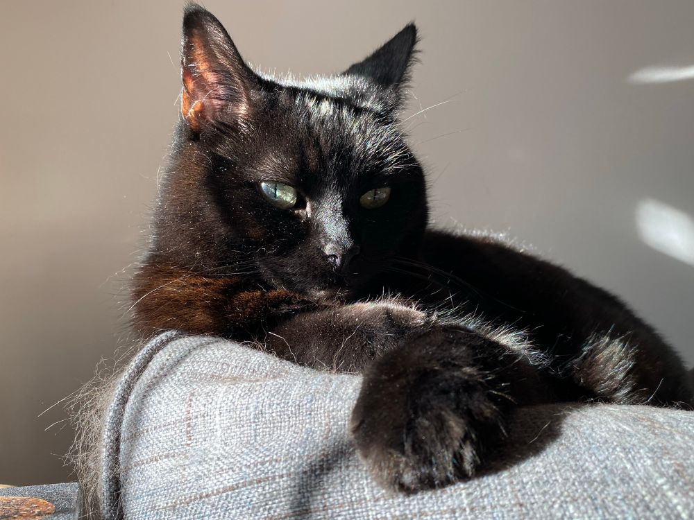 Black cat lounging in a sunbeam. 