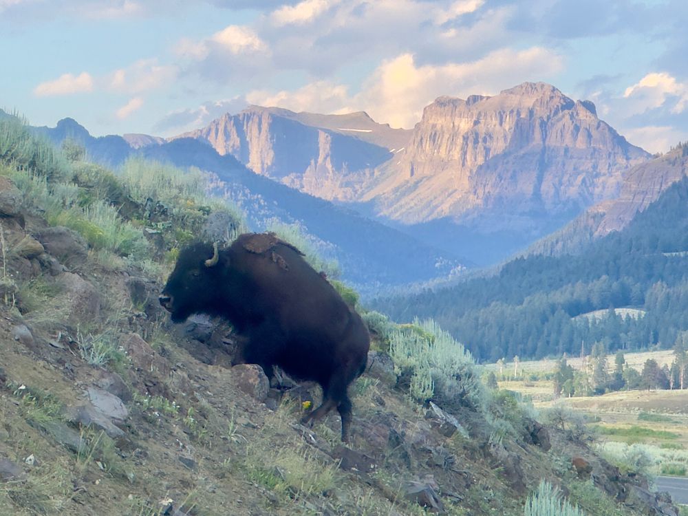 Bison going up a hill with mountains in the background in Yellowstone 