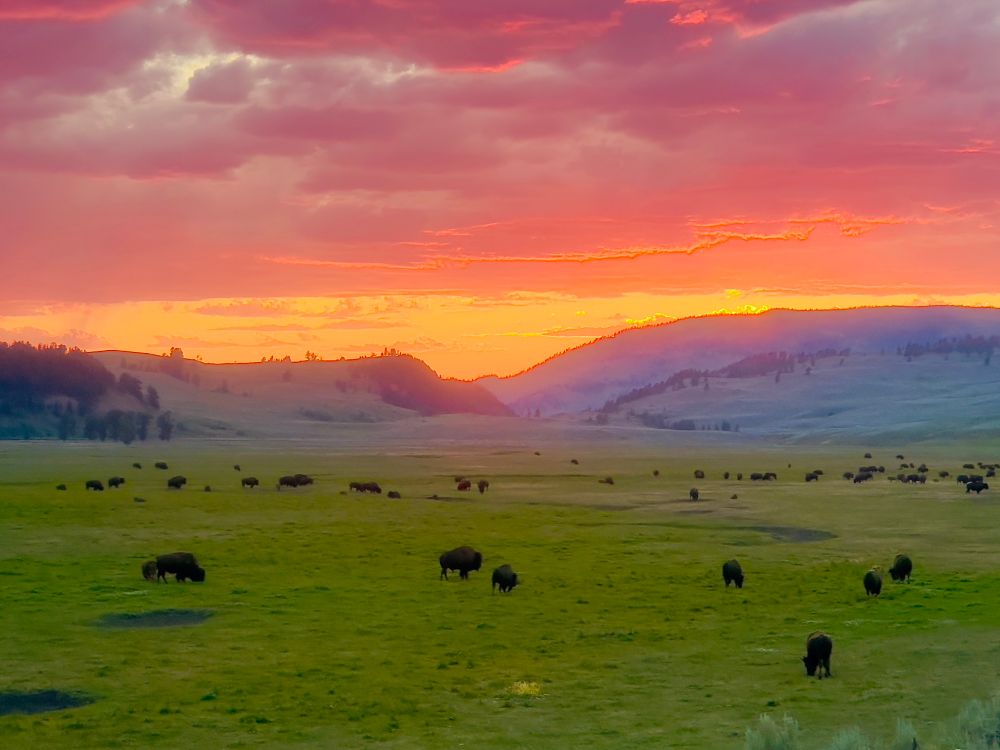 sunset in Lamar Valley with bison, Yellowstone 