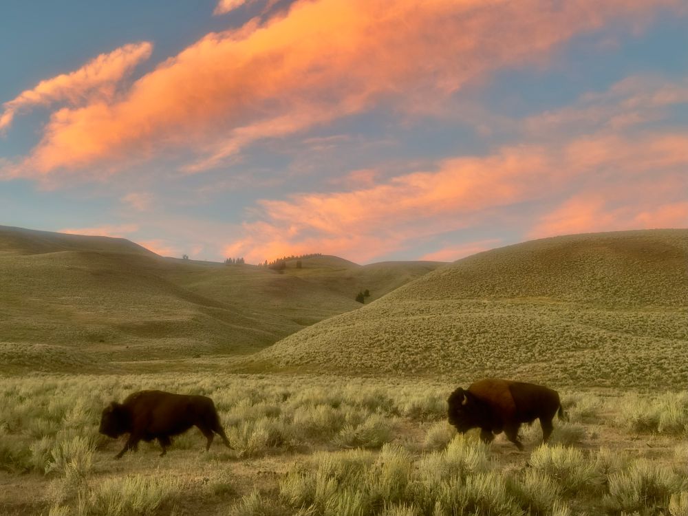 A bison pair running at sunset
