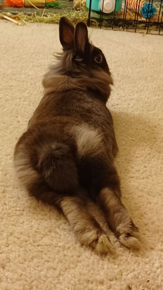A dark brown lionhead bunny laying down with her back feet stretched out toward the camera