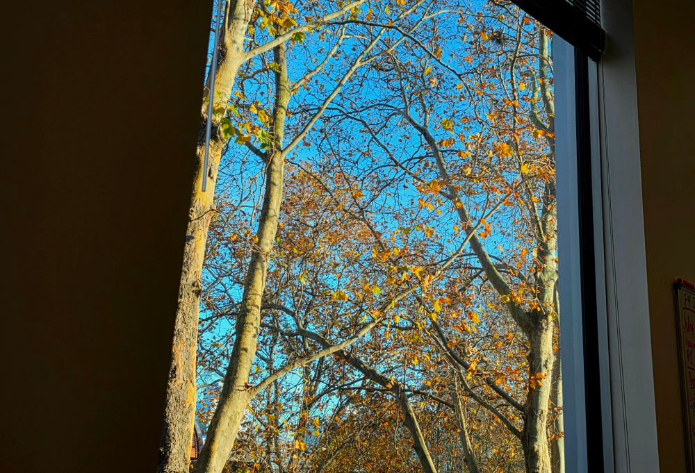A window view of a bright blue sky with tree limbs and golden autumn leaves in the foreground.