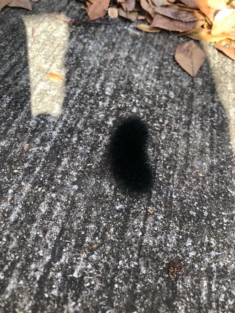 A black fuzzy caterpillar on the sidewalk. Some leaves are scattered in the background.