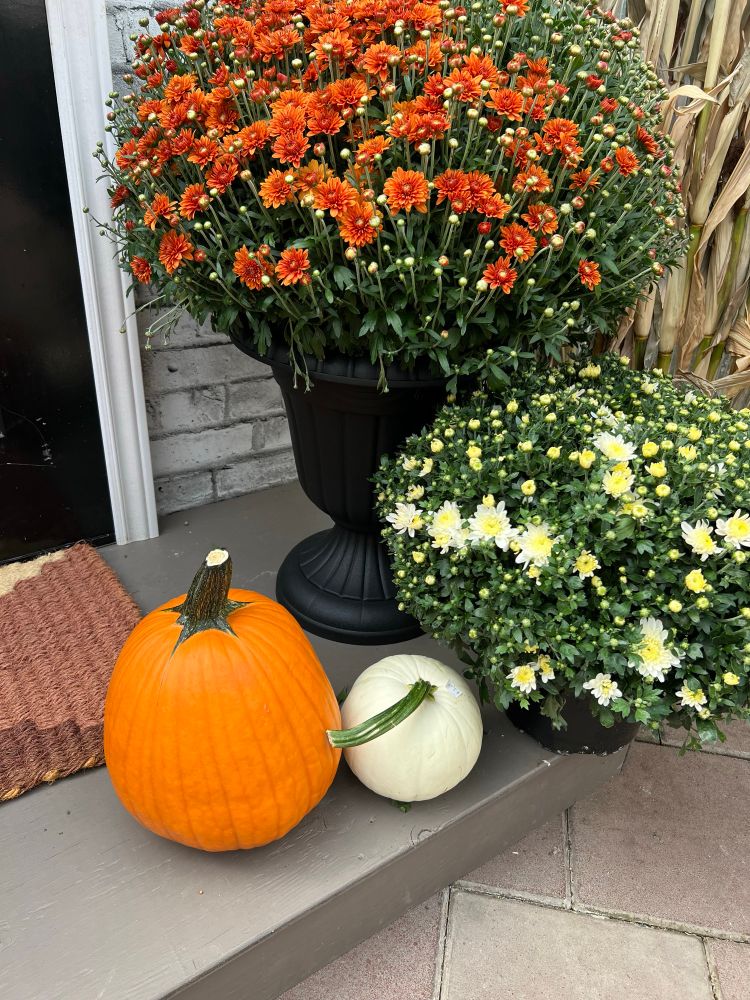 A fall porch scene. Rust and white mums with an orange and a white pumpkin on a porch. 