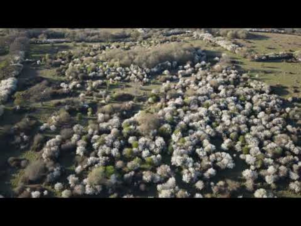 Storks in blackthorn blossom