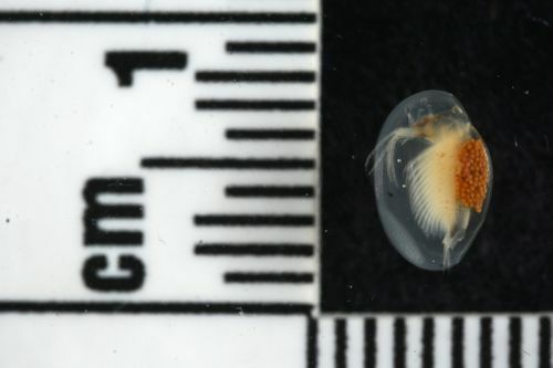 Photo of a clam shrimp, shelled freshwater crustacean, on a black background next to a centimeter ruler. The shrimp is about 5 mm long. The orange circles are her eggs 