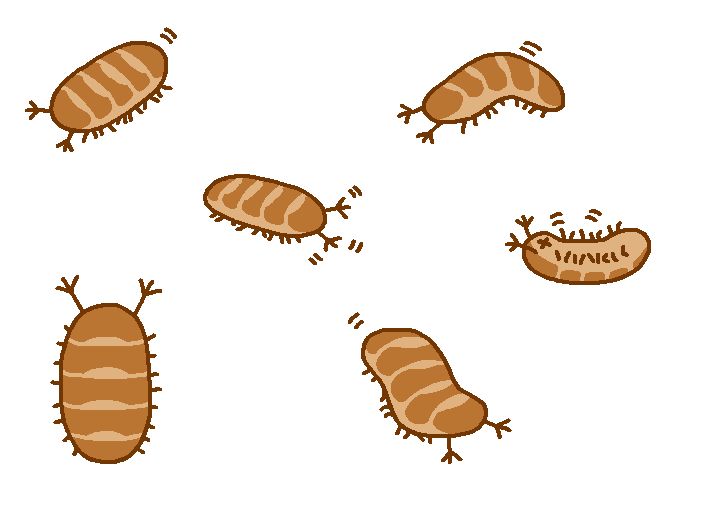 six digital drawings of a pauropod, a loaf-shaped animal with no eyes, many short legs, and five tan colored segments