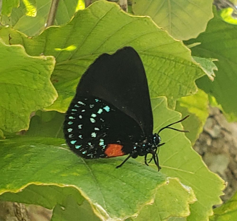 Atala butterfly is black with bright green spots near the tail end and a single red spot on the lower edge of the hind wing. 