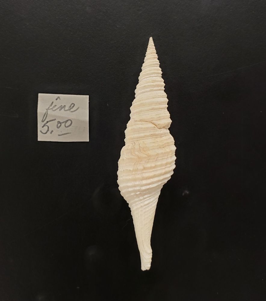 Large and pointy off-white turrid marine snail shell, and a handwritten price tag from 1952 reading "fine, 5.00" 